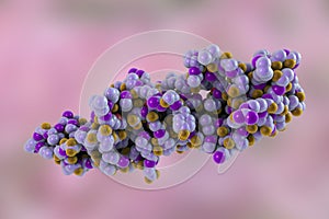 Human chorionic gonadotropin hormone