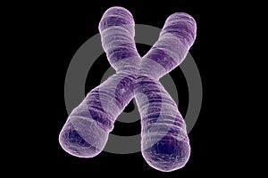 Human chromosomes, illustration