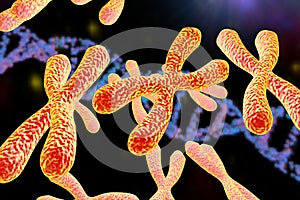 Human chromosomes, illustration