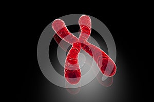 Human chromosomes, illustration