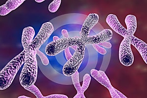 Human chromosomes, illustration