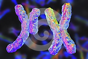 Human chromosomes, illustration