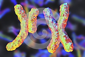 Human chromosomes, illustration