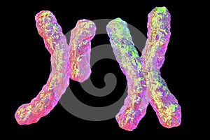 Human chromosomes, illustration