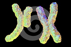 Human chromosomes, illustration