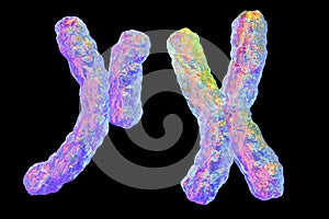 Human chromosomes, illustration