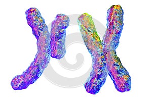Human chromosomes, illustration