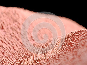 Human cilia photo