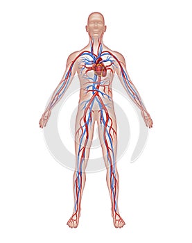 Human Circulation Anatomy photo