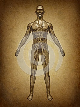 Human Circulation Grunge