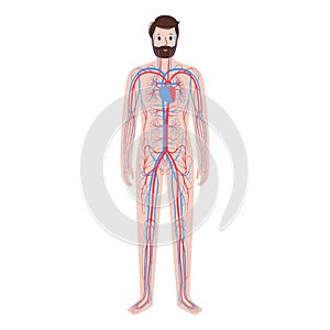 Human circulatory system