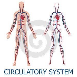 Human circulatory system