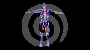 Human circulatory system anatomy 3d