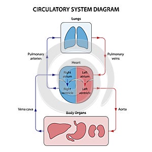 Human circulatory system diagram labeled.