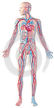 Human circulatory system, full figure, cutaway anatomy illustration, with clipping path included.