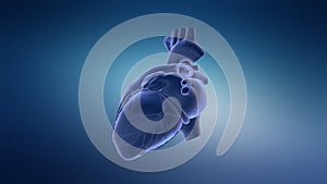 Human Circulatory System Heart Beat Anatomy Animation Concept