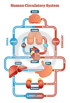 Human Circulatory System vector illustration diagram, blood vessels scheme photo