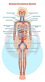 Human Circulatory System vector illustration diagram, blood vessels scheme