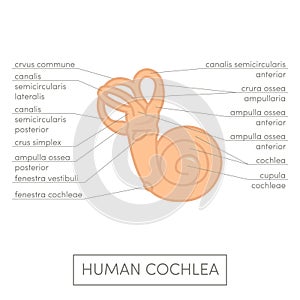 Human cochlea anatomy