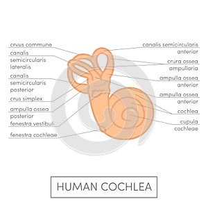 Human cochlea anatomy photo