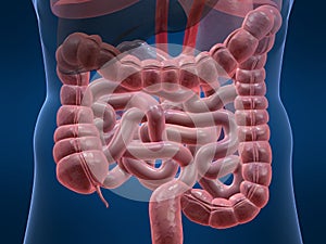 Human colon