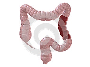 Human colon