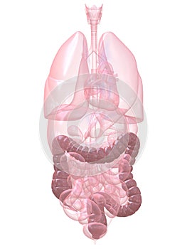 Human colon