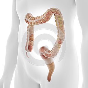 The human colon photo