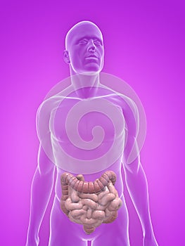 Human colon and small intestines