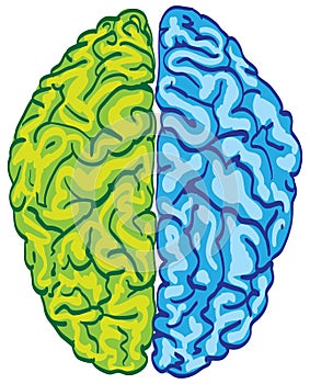 Human color brain