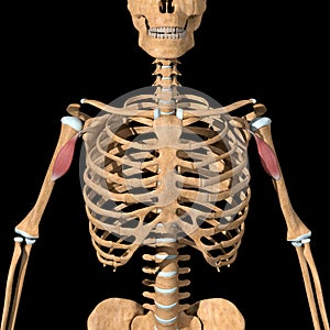 Human coracobrachialis muscles on skeleton
