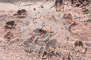 Human and cow footprints on crackup ground
