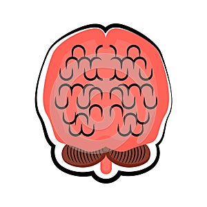 Human cut brain. Colored sketch