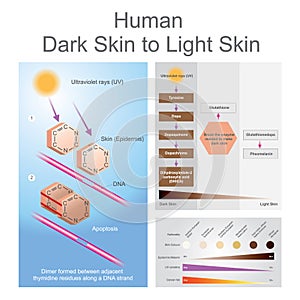 Human dark skin to light skin process