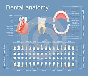 Human dental anatomy. Tooth anatomy numbering infographics. photo