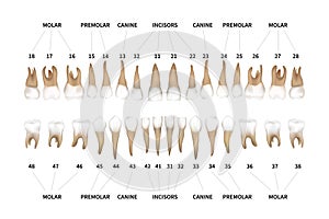 Human dentition full infographic chart with teeth numbers for upper and lower jaws isolated on white