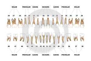 Human dentition full infographic chart with teeth numbers for upper and lower jaws isolated on white photo