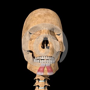 Human depressor labii inferioris muscle on skeleton