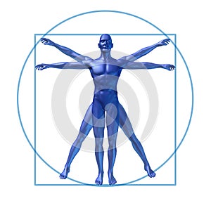 Human diagram vitruvian man isolated photo