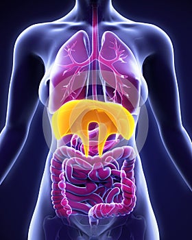 Human Diaphragm Anatomy