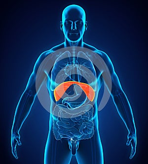 Human Diaphragm Anatomy