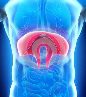 Human Diaphragm Anatomy