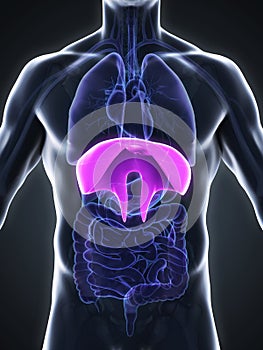 Human Diaphragm Anatomy