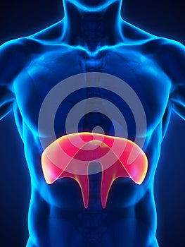 Human Diaphragm Anatomy