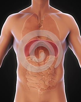 Human Diaphragm Anatomy