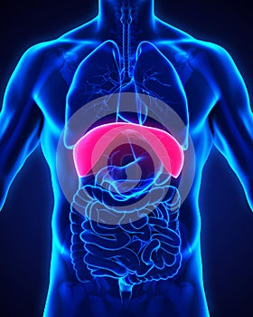 Human Diaphragm Anatomy