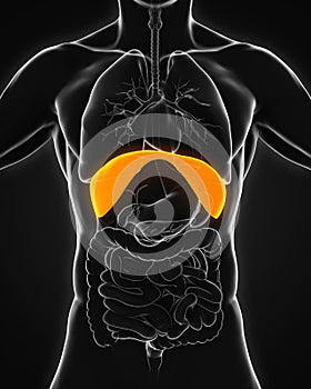 Human Diaphragm Anatomy