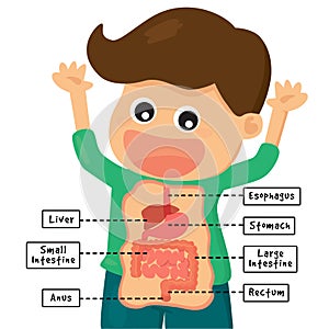 Human digestion system