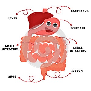 Human digestion system