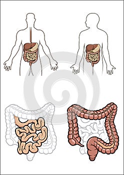 Human digestive system in